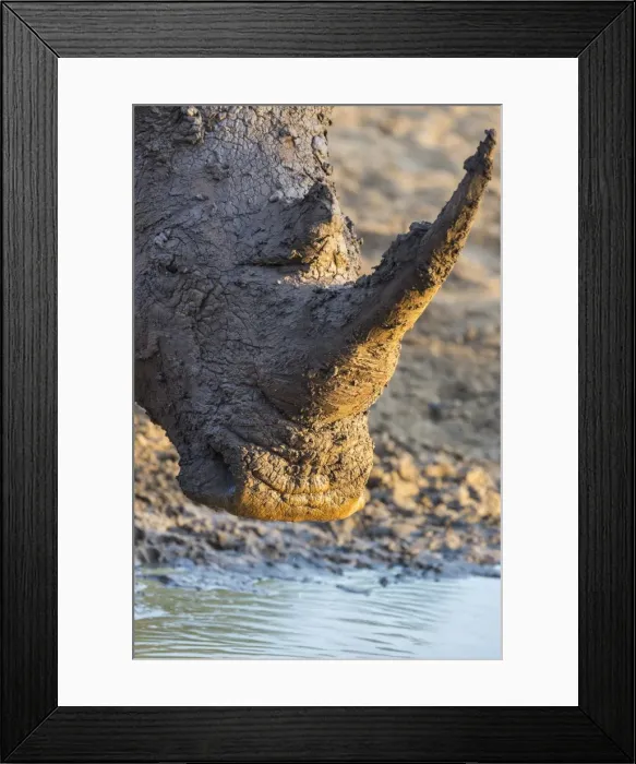 Framed Print : White rhino (Ceratotherium simum) with muddy face, Mkhuze game reserve, KwaZulu-Natal Framed Print : White rhino (Ceratotherium simum) with muddy face, Mkhuze game reserve, KwaZulu-Natal