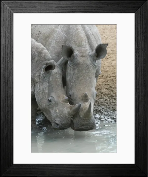 Framed Print : White rhinos (Ceratotherium simum) drinking, Mkhuze game reserve, KwaZulu-Natal, South Africa Framed Print : White rhinos (Ceratotherium simum) drinking, Mkhuze game reserve, KwaZulu-Natal, South Africa