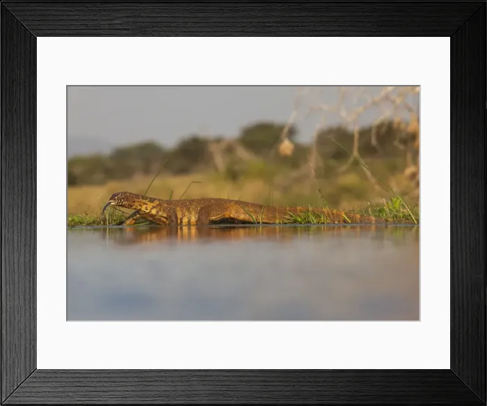 Framed Print : Water monitor (leguaan) (Varanus niloticus), Zimanga private game reserve, KwaZulu-Natal Framed Print : Water monitor (leguaan) (Varanus niloticus), Zimanga private game reserve, KwaZulu-Natal