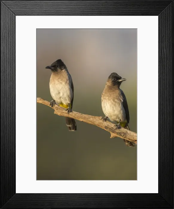 Framed Print : Dark-capped (black-eyed) bulbuls (Pycnonotus tricolor), Zimanga private game reserve Framed Print : Dark-capped (black-eyed) bulbuls (Pycnonotus tricolor), Zimanga private game reserve