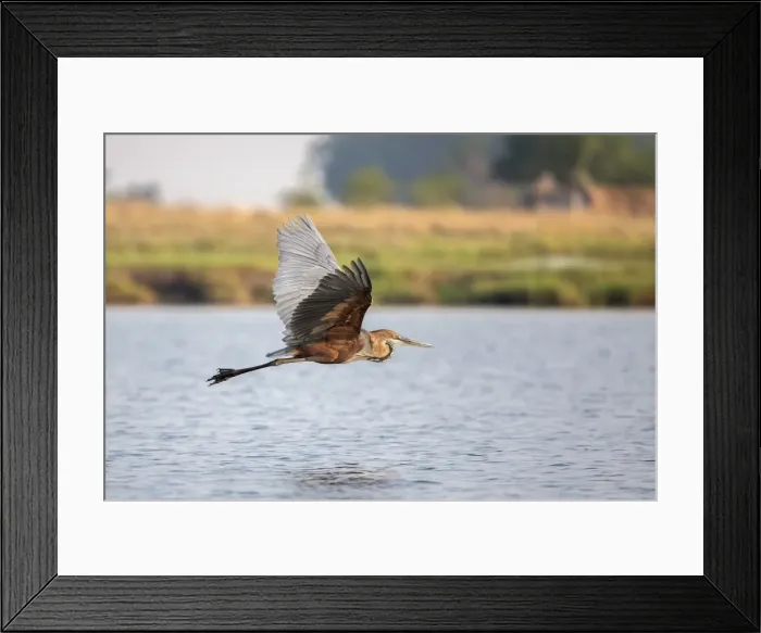 Framed Print : Goliath heron (Ardea goliath) in flight, Chobe National Park, Botswana, Africa Framed Print : Goliath heron (Ardea goliath) in flight, Chobe National Park, Botswana, Africa
