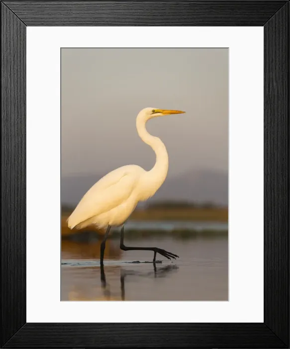 Framed Print : Great egret (Ardea alba), Zimanga private game reserve, KwaZulu-Natal, South Africa Framed Print : Great egret (Ardea alba), Zimanga private game reserve, KwaZulu-Natal, South Africa