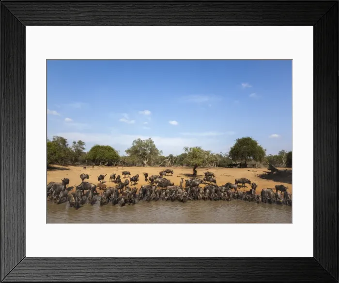 Framed Print : Common (blue) wildebeest (gnu) (Connochaetes taurinus) at water, Mkhuze game reserve Framed Print : Common (blue) wildebeest (gnu) (Connochaetes taurinus) at water, Mkhuze game reserve