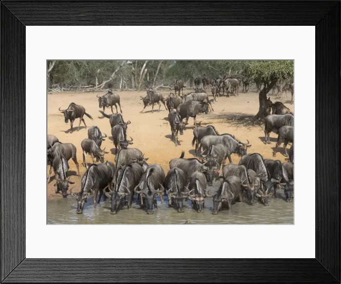 Framed Print : Common (blue) wildebeest (gnu) (Connochaetes taurinus), Mkhuze game reserve, KwaZulu-Natal Framed Print : Common (blue) wildebeest (gnu) (Connochaetes taurinus), Mkhuze game reserve, KwaZulu-Natal