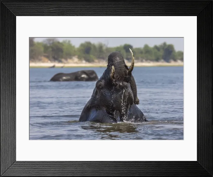 Framed Print : African elephant bull (Loxodonta africana) bathing in the Chobe while crossing the river Framed Print : African elephant bull (Loxodonta africana) bathing in the Chobe while crossing the river