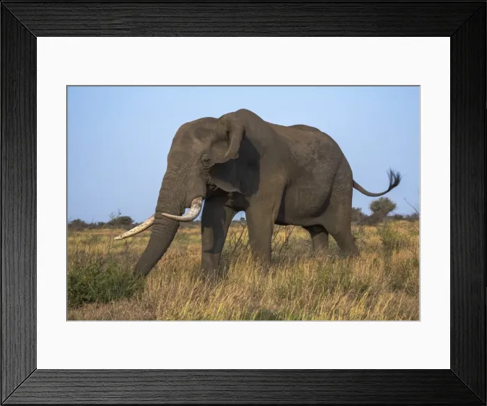 Framed Print : African elephant bull (Loxodonta africana), Kruger National Park, South Africa, Africa Framed Print : African elephant bull (Loxodonta africana), Kruger National Park, South Africa, Africa
