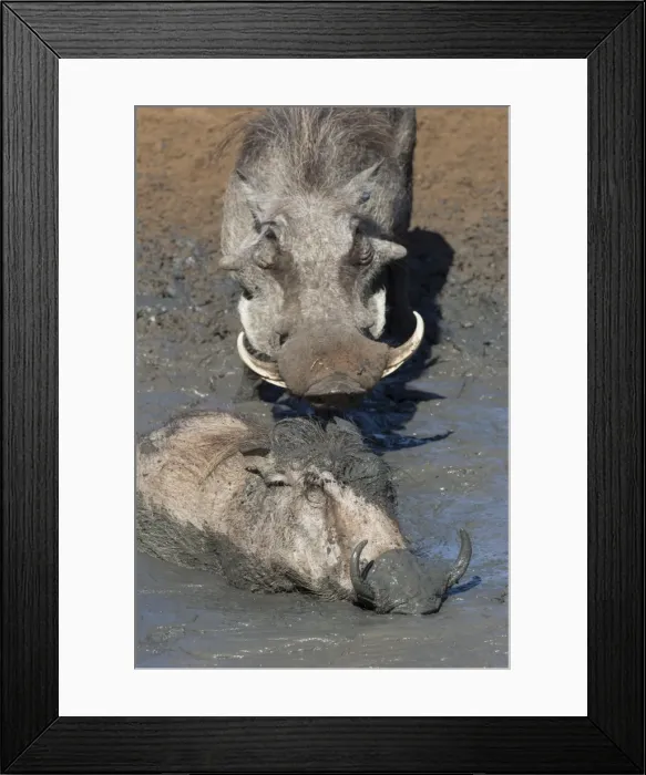 Framed Print : Warthog (Phacochoerus aethiopicus) mudbathing, Mkhuze game reserve, KwaZulu-Natal Framed Print : Warthog (Phacochoerus aethiopicus) mudbathing, Mkhuze game reserve, KwaZulu-Natal