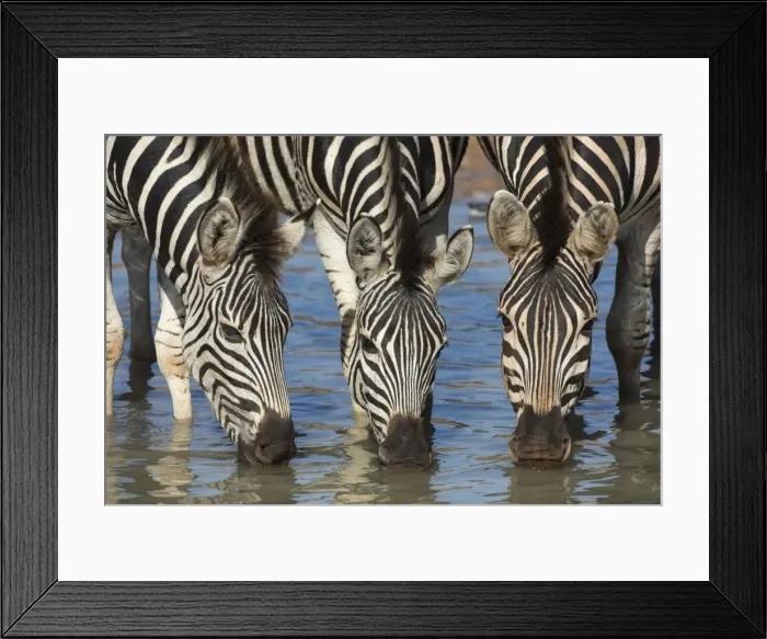 Framed Print : Burchells zebra (plains zebra) (Equus burchelli) drinking, Mhkuze nature reserve Framed Print : Burchells zebra (plains zebra) (Equus burchelli) drinking, Mhkuze nature reserve