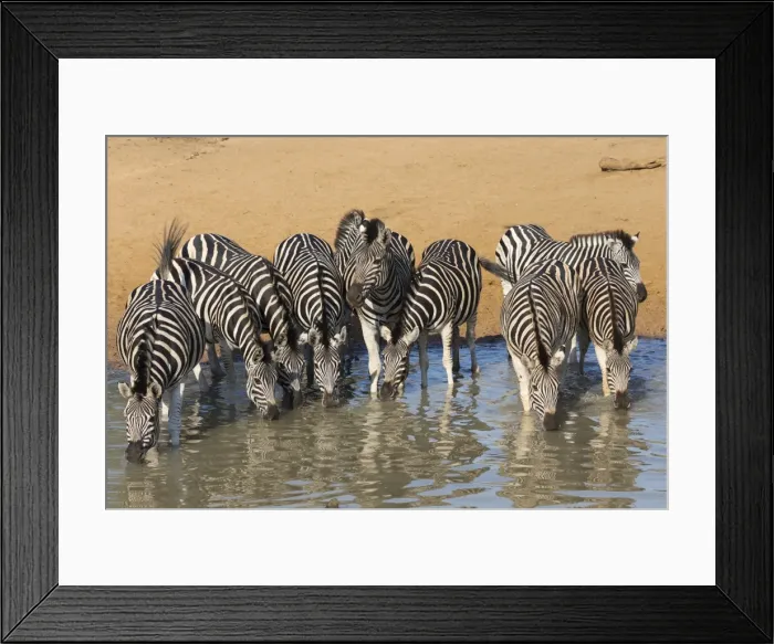 Framed Print : Burchells zebra (plains zebra) (Equus burchelli) drinking, Mhkuze nature reserve Framed Print : Burchells zebra (plains zebra) (Equus burchelli) drinking, Mhkuze nature reserve