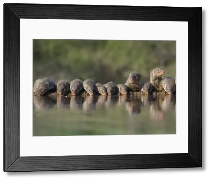Framed Print : Banded mongoose (Mungos mungo) drinking, Zimanga private game reserve, KwaZulu-Natal Framed Print : Banded mongoose (Mungos mungo) drinking, Zimanga private game reserve, KwaZulu-Natal