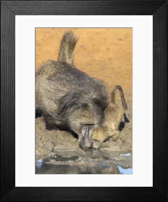 Framed Print : Chacma baboons (Papio cynocephalus) at waterhole, Mkhuze Game Reserve, KwaZulu-Natal Framed Print : Chacma baboons (Papio cynocephalus) at waterhole, Mkhuze Game Reserve, KwaZulu-Natal