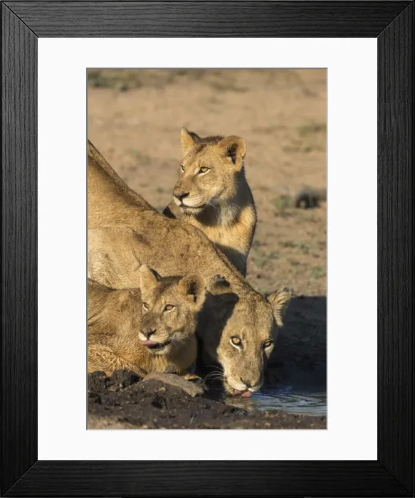 Framed Print : Lioness (Panthera leo) with two cubs, drinking, Kruger National Park, South Africa Framed Print : Lioness (Panthera leo) with two cubs, drinking, Kruger National Park, South Africa