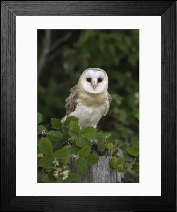 Framed Print : Barn owl (Tyto alba), captive, Cumbria, England, United Kingdom, Europe Framed Print : Barn owl (Tyto alba), captive, Cumbria, England, United Kingdom, Europe