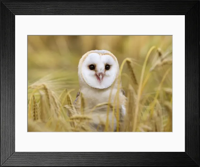 Framed Print : Barn owl (Tyto alba), captive, Cumbria, England, United Kingdom, Europe Framed Print : Barn owl (Tyto alba), captive, Cumbria, England, United Kingdom, Europe