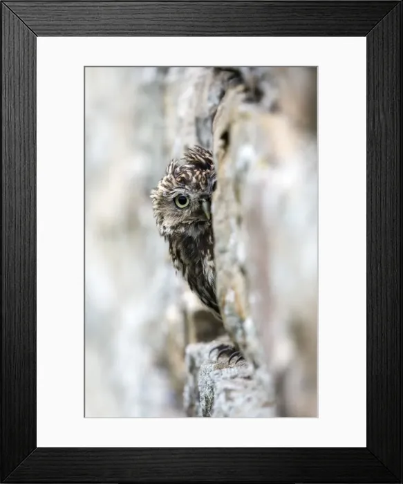 Framed Print : Little owl (Athene noctua) perched in stone barn, captive, United Kingdom, Europe Framed Print : Little owl (Athene noctua) perched in stone barn, captive, United Kingdom, Europe