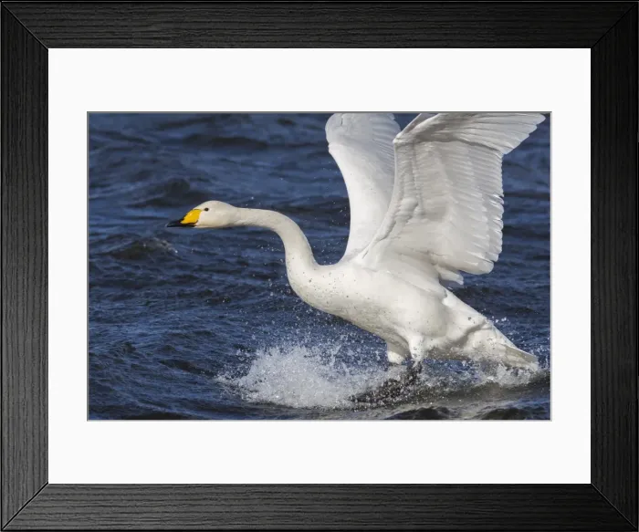 Framed Print : Whooper swan (Cygnus cygnus) flying down on to the water, Welney Wildfowl and Wetlands Framed Print : Whooper swan (Cygnus cygnus) flying down on to the water, Welney Wildfowl and Wetlands