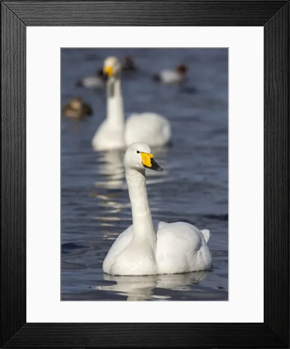 Framed Print : Whooper swans (Cygnus cygnus) on the water, Welney Wildfowl and Wetlands Trust Reserve Framed Print : Whooper swans (Cygnus cygnus) on the water, Welney Wildfowl and Wetlands Trust Reserve