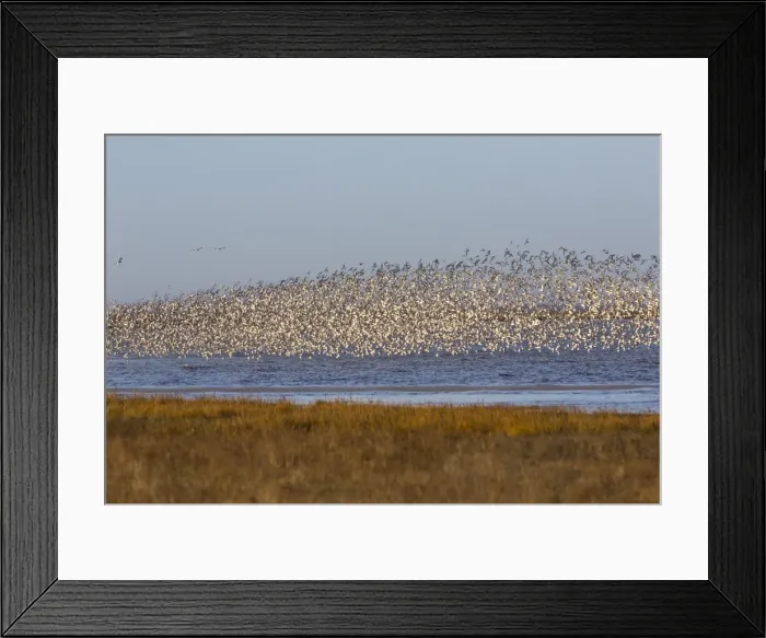 Framed Print : Huge flock of knot (Calidris canutus) in flight, Snettisham RSPB reserve, Norfolk Framed Print : Huge flock of knot (Calidris canutus) in flight, Snettisham RSPB reserve, Norfolk