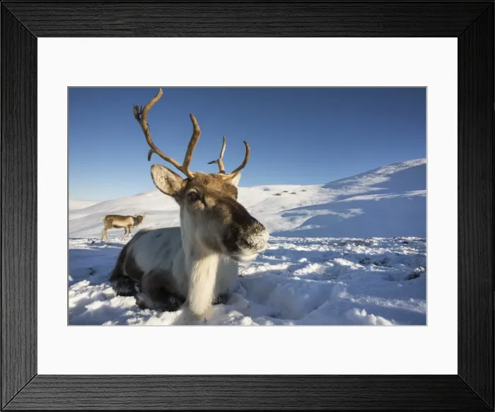 Framed Print : Reindeer (Rangifer tarandus) female, Cairngorms National Park, Scotland, United Kingdom Framed Print : Reindeer (Rangifer tarandus) female, Cairngorms National Park, Scotland, United Kingdom