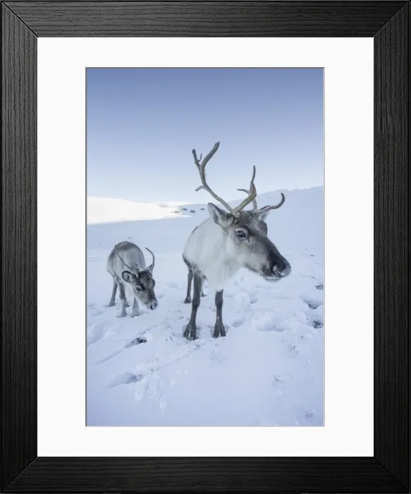 Framed Print : Reindeer (Rangifer tarandus) female with young, Cairngorms National Park, Scotland Framed Print : Reindeer (Rangifer tarandus) female with young, Cairngorms National Park, Scotland