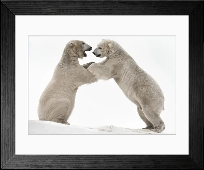 Framed Print : Polar bear (Ursus maritimus) males playfighting, captive, Highland Wildlife Park Framed Print : Polar bear (Ursus maritimus) males playfighting, captive, Highland Wildlife Park