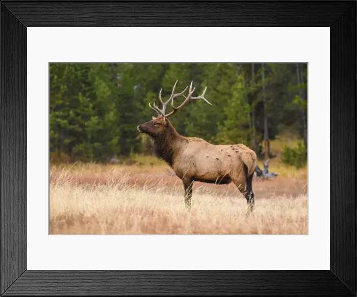 Framed Print : Elk (Cervus canadensis), Yellowstone National Park, UNESCO World Heritage Site, Wyoming Framed Print : Elk (Cervus canadensis), Yellowstone National Park, UNESCO World Heritage Site, Wyoming