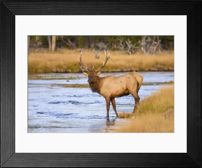 Framed Print : Elk (Cervus canadensis) crossing the Madison River, Yellowstone National Park, UNESCO Framed Print : Elk (Cervus canadensis) crossing the Madison River, Yellowstone National Park, UNESCO