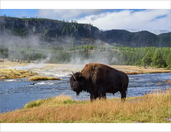 American Bison (Bison bison), Little Firehole River, Yellowstone National Park, UNESCO