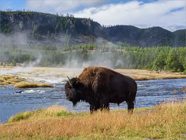 American Bison (Bison bison), Little Firehole River, Yellowstone National Park, UNESCO