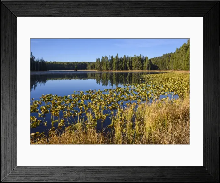 Framed Print : Ribbon Lake, Yellowstone National Park, UNESCO World Heritage Site, Wyoming, United Framed Print : Ribbon Lake, Yellowstone National Park, UNESCO World Heritage Site, Wyoming, United