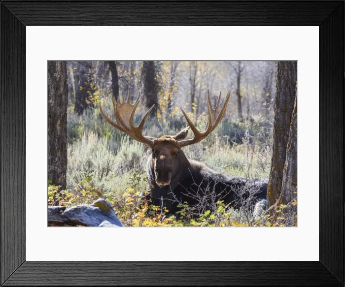 Framed Print : Moose (Alces alces), Gros Ventre valley, Grand Tetons National Park, Wyoming, United Framed Print : Moose (Alces alces), Gros Ventre valley, Grand Tetons National Park, Wyoming, United