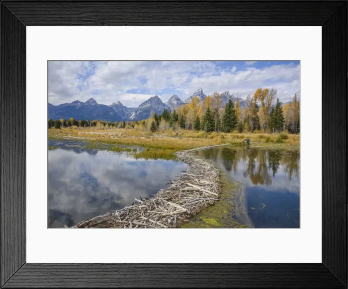Framed Print : Beaver dam, Snake River at Schwabacher Landing, Grand Tetons National Park, Wyoming Framed Print : Beaver dam, Snake River at Schwabacher Landing, Grand Tetons National Park, Wyoming