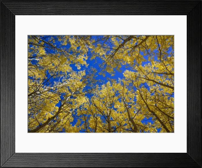 Framed Print : Aspens in fall (Populus tremuloides), Grand Tetons National Park, Wyoming, United States of America Framed Print : Aspens in fall (Populus tremuloides), Grand Tetons National Park, Wyoming, United States of America