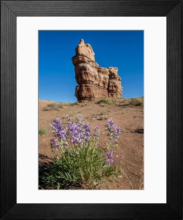 Framed Print : Purple wild flowers, Capitol Reef National Park, Utah, United States of America Framed Print : Purple wild flowers, Capitol Reef National Park, Utah, United States of America