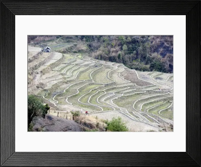 Framed Print : Two women working, digging over terraced rice paddy fields after rice harvest, Ukhrul district Framed Print : Two women working, digging over terraced rice paddy fields after rice harvest, Ukhrul district