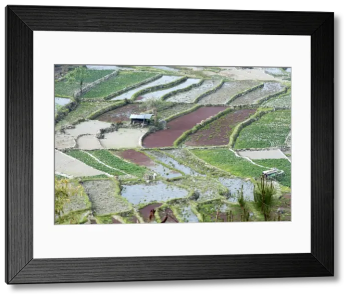 Framed Print : Mixed paddy fields growing vegetables under the highly efficient Jhum system of slash Framed Print : Mixed paddy fields growing vegetables under the highly efficient Jhum system of slash