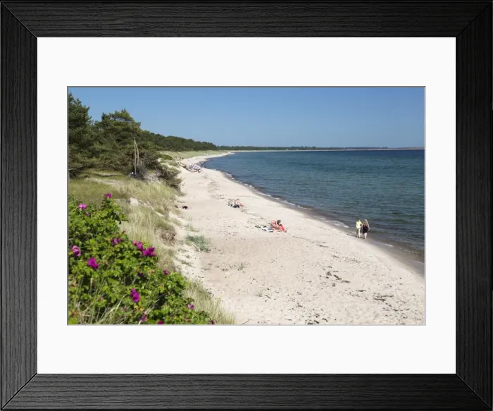 Framed Print : View along pine tree lined beach, Nybrostrand, near Ystad, Skane, South Sweden, Sweden Framed Print : View along pine tree lined beach, Nybrostrand, near Ystad, Skane, South Sweden, Sweden