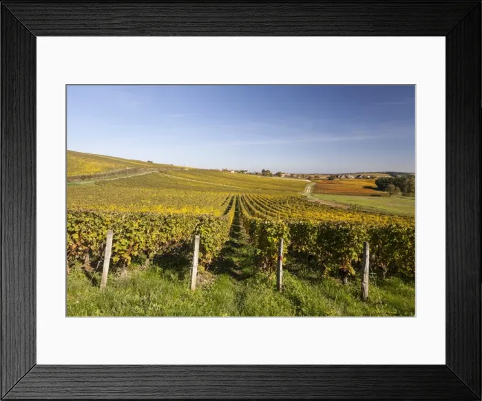 Framed Print : Autumn color in the vineyards of Sancerre, Cher, Centre, France, Europe Framed Print : Autumn color in the vineyards of Sancerre, Cher, Centre, France, Europe