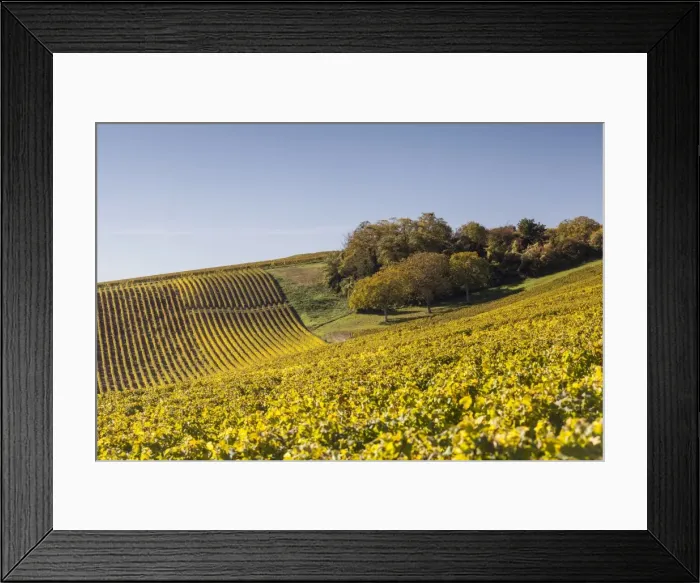 Framed Print : Autumn color in the vineyards of Sancerre, Cher, Centre, France, Europe