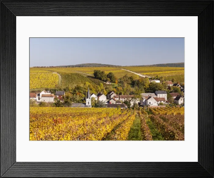 Framed Print : Autumn color in the vineyards surrounding Bue, Sancerre, Cher, Centre, France, Europe Framed Print : Autumn color in the vineyards surrounding Bue, Sancerre, Cher, Centre, France, Europe