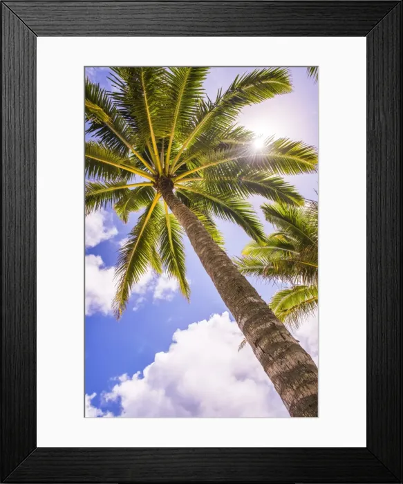 Framed Print : Palm tree in Titikaveka, Rarotonga, Cook Islands, South Pacific Ocean, Pacific Framed Print : Palm tree in Titikaveka, Rarotonga, Cook Islands, South Pacific Ocean, Pacific