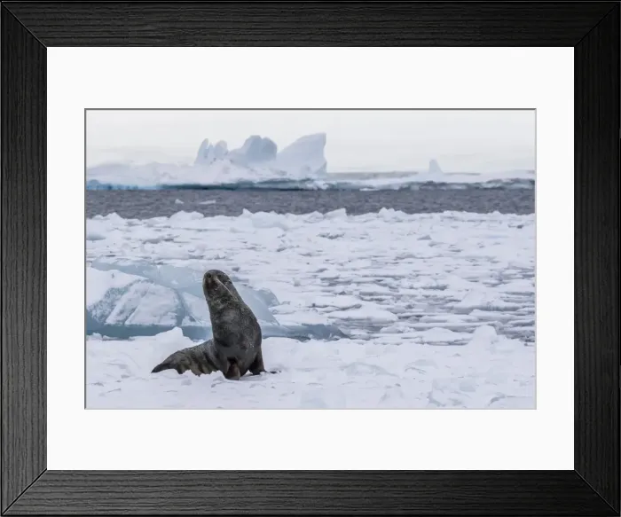 Framed Print : Adult bull Antarctic fur seal (Arctocephalus gazella), hauled out on first year sea Framed Print : Adult bull Antarctic fur seal (Arctocephalus gazella), hauled out on first year sea