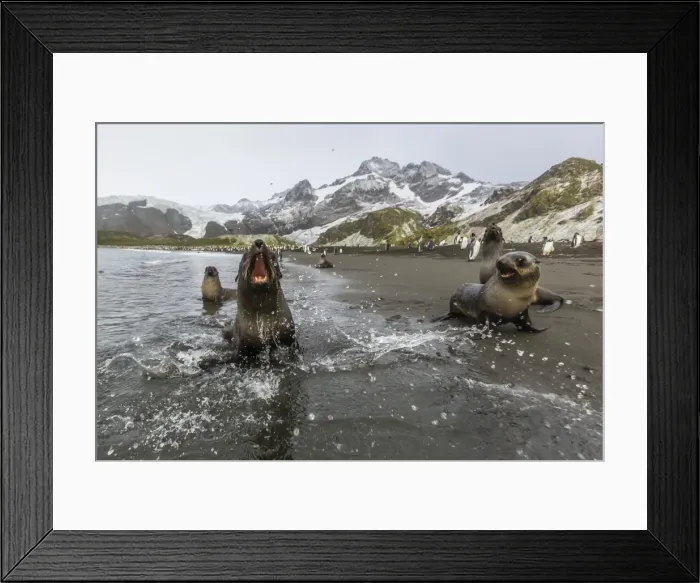 Framed Print : A curious young Antarctic fur seal (Arctocephalus gazella), Gold Harbour, South Georgia Framed Print : A curious young Antarctic fur seal (Arctocephalus gazella), Gold Harbour, South Georgia