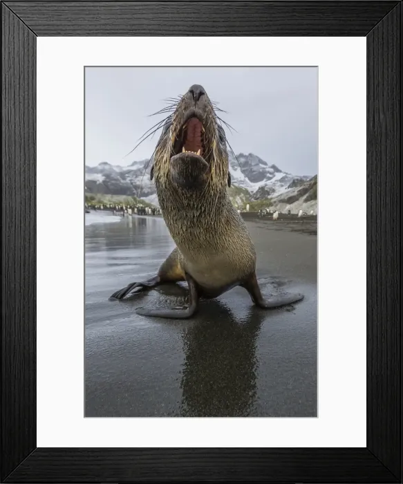 Framed Print : A curious young Antarctic fur seal (Arctocephalus gazella), Gold Harbour, South Georgia Framed Print : A curious young Antarctic fur seal (Arctocephalus gazella), Gold Harbour, South Georgia
