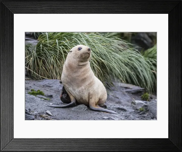 Framed Print : A young leucistic Antarctic fur seal (Arctocephalus gazella), blond due to lack of melanin Framed Print : A young leucistic Antarctic fur seal (Arctocephalus gazella), blond due to lack of melanin