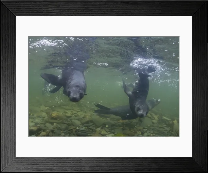 Framed Print : Curious Antarctica fur seal pups (Arctocephalus gazella), underwater in Husvik Bay Framed Print : Curious Antarctica fur seal pups (Arctocephalus gazella), underwater in Husvik Bay