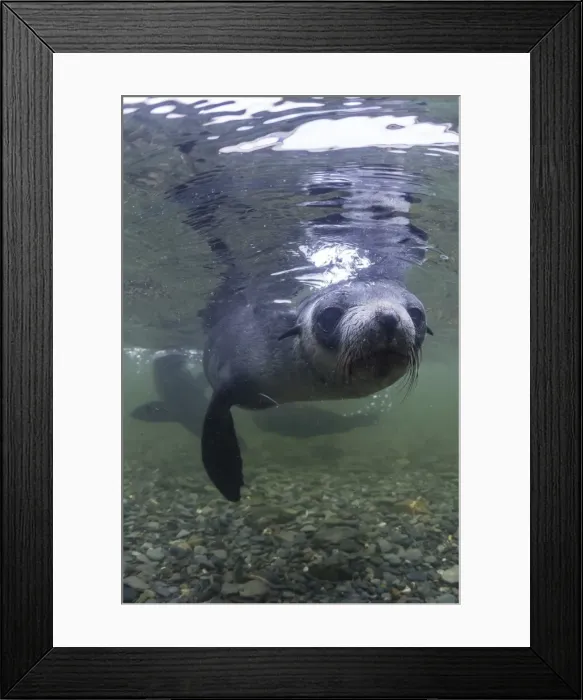Framed Print : Curious Antarctica fur seal pups (Arctocephalus gazella), underwater in Husvik Bay Framed Print : Curious Antarctica fur seal pups (Arctocephalus gazella), underwater in Husvik Bay