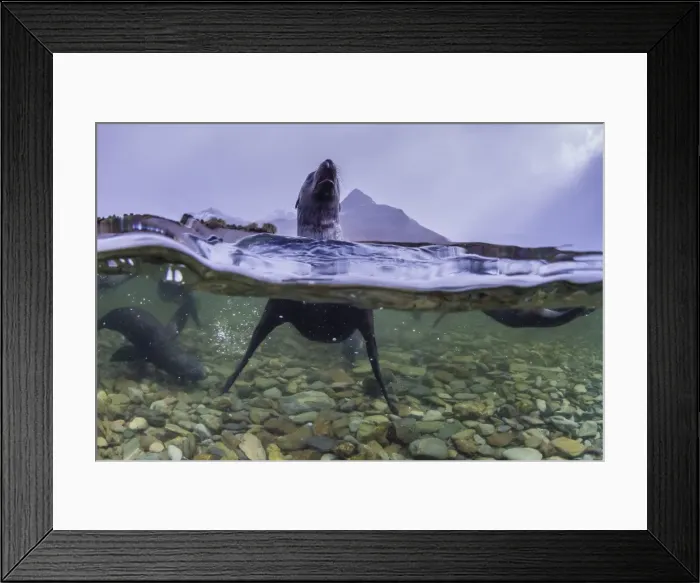 Framed Print : Antarctica fur seal pup (Arctocephalus gazella), above and below underwater in Husvik Bay Framed Print : Antarctica fur seal pup (Arctocephalus gazella), above and below underwater in Husvik Bay