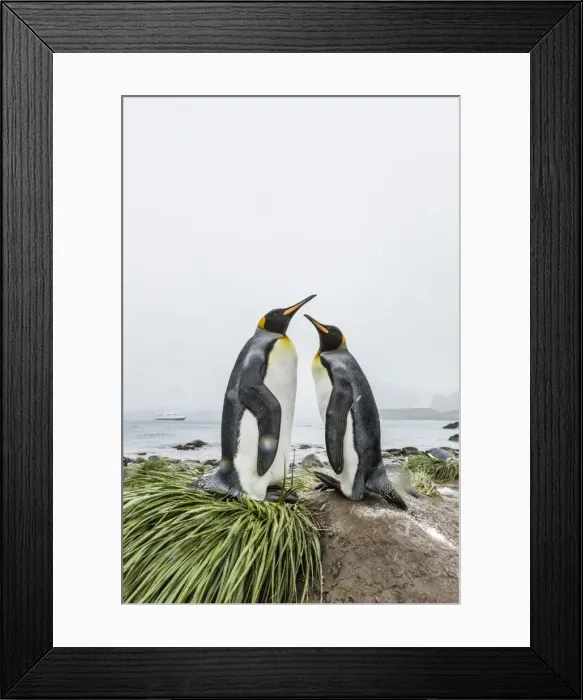 Framed Print : King penguins (Aptenodytes patagonicus) courtship display on the beach at Gold Harbour Framed Print : King penguins (Aptenodytes patagonicus) courtship display on the beach at Gold Harbour