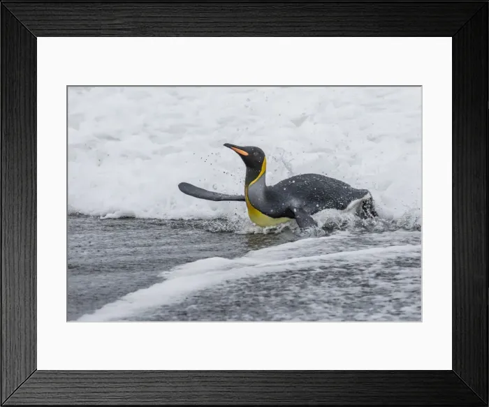 Framed Print : Adult king penguin (Aptenodytes patagonicus) returning from sea at St. Andrews Bay Framed Print : Adult king penguin (Aptenodytes patagonicus) returning from sea at St. Andrews Bay